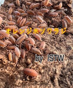 ◆ 美 ◆ オレンジホソワラジムシ 幼体から成体 100匹 ワラジムシ 両生類 爬虫類 餌 奇蟲 ISTW 