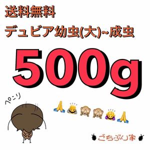 ☆送料無料☆デュビア幼虫(大)～成虫☆500g