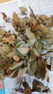 月桂樹の葉　乾燥　自家製　約30グラム