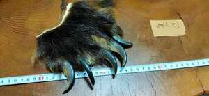 ●希少●ヒグマの手⑦（爪5本） 羆 ひぐま ベア―クロー 熊爪 熊 クマの手 くまの爪 クマの爪 熊の爪 くまの手 熊の手 魔除けクムンカムイ