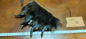 ●希少●ヒグマの手⑧（爪5本） 羆 ひぐま ベア―クロー 熊爪 熊 クマの手 くまの爪 クマの爪 熊の爪 くまの手 熊の手 魔除けクムンカムイ