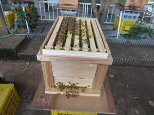 西洋ミツバチ3枚群+蜜枠2枚+巣枠2枚と今年の新女王（新巣箱7枚用）西より2