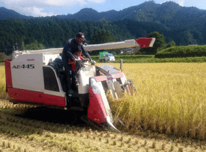 新米 令和４年 兵庫県産 コシヒカリ 中粒米 送料無料　風袋込２５Ｋｇ 玄米