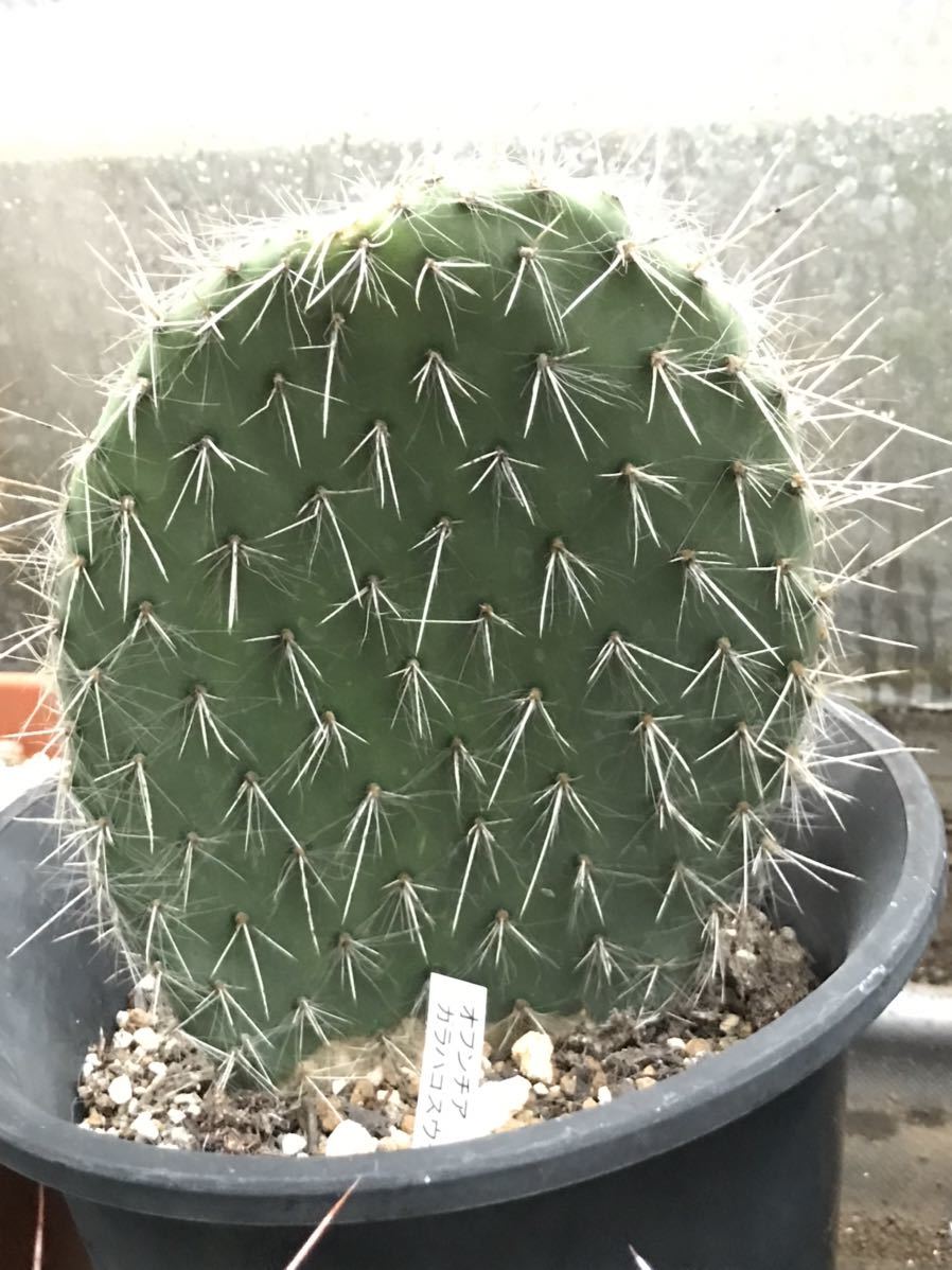 opuntia cv. curivispinus オプンチア サボテン 多肉植物 アガベ