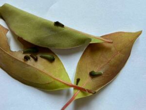 アオスジアゲハ　幼虫　６匹　2齢〜3齢　アゲハチョウ　自由研究に　クスノキ付き　ネコポス