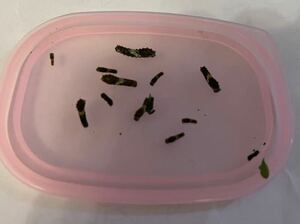 ナミアゲハ幼虫12匹　初齢〜3齢　みかんの葉を入れます　ネコポス