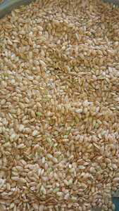 コシヒカリ 玄米 くず米 農家 鳥の餌 