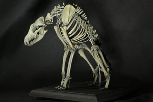 ニホンオオカミの全身骨格模型　江戸図譜に描かれた絵を再現した骨