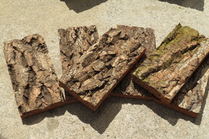 1枚　特殊コルク　2層　樹皮　コルク板　10×20ｃｍ（厚約15-30ｍｍ）洋蘭　ビカクシダ　platycerium　小型　ビカクシダ　ラン　コルク