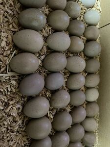 ヒメウズラの卵　30個