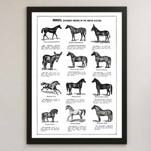 アメリカの馬の種類 図鑑 イラスト アート 光沢 ポスター A3 バー カフェ ビンテージ クラシック レトロ インテリア 動物 ウマ 競馬 乗馬