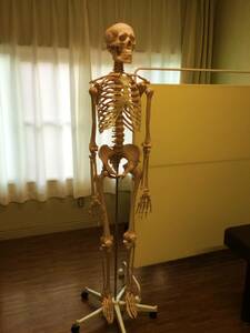 美品【等身大】骨格模型・骨格模型 ・人体模型　ハロウィン　整体　施術