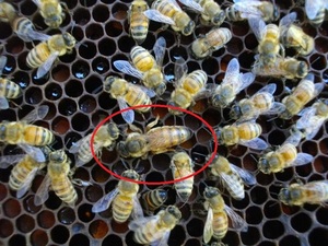 西洋蜜蜂ミツバチ4枚群　段ボール箱発送