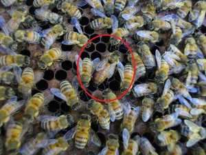 西洋蜜蜂ミツバチ4枚群　段ボール箱発送　南1