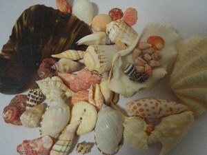 貝殻色々と海亀甲羅片１枚/無処理トロピカル系ビーチコーミング/標本/コレクション