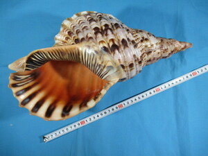◆法螺貝・ほらがい・ホラガイ◆39.5cm