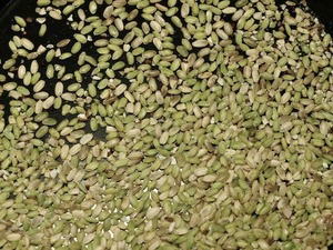 令和4年 減農薬栽培くず米2４kg 福井県産 玄米　送料込み　　管理番号2
