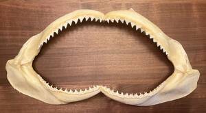 ■■サメの顎歯　美品　保存状態良好　