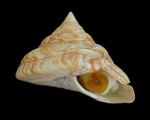貝殻 標本 ホウセキオキナエビス 50.5 mm