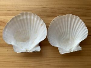 北海道産　特大ホタテ貝殻　２枚セット