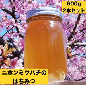 600gを2本/ 生はちみつ 2年熟成の日本蜜蜂ハチミツ 岐阜県産 非加熱