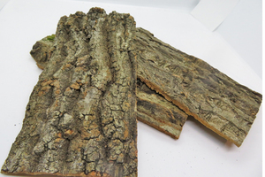 １個　コルク樹皮　10×20ｃｍ（厚約8-10ｍｍ）洋蘭　原種　チランジア　エアープランツ　熱帯植物　ラン　コルク　樹皮　