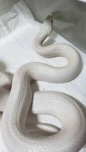 最も白い白蛇の抜け殻　約180m 発送まで浄化　☆金運・子宝・厄除け・病気☆効果有り。一本脱ぎ