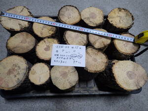 産卵木　カブトのエサに　くぬぎ　ＮＯ、1301　約 7.0ｋｇ　100サイズ　☆奈良県ＰＯＷＥＲ☆