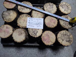 産卵木　カブトのエサに　くぬぎ　ＮＯ、1302　約 7.7ｋｇ　100サイズ　☆奈良県ＰＯＷＥＲ☆