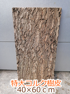 特大　コルク　樹皮　コルク板　40×60ｃｍ（厚約10ｍｍ前後）洋蘭　原種　チランジア　エアープランツ　小型　ビカクシダ　ラン　コルク