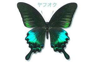 美麗個体！！ピンラタナイクジャクアゲハ・蝶標本