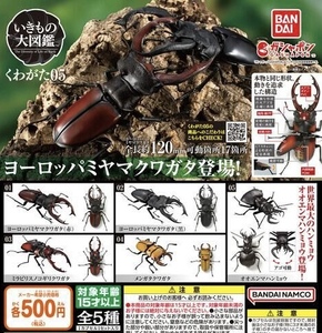 いきもの大図鑑 くわがた05 全5種セット ガチャ 送料無料 匿名配送