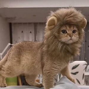 【新品】かわいい猫ライオン帽子Sサイズ【インスタ】ペットかぶりものコスプレ