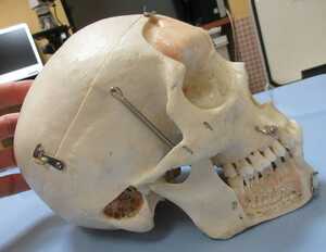 頭蓋骨 医療モデル 標本 分解式 歯科 耳鼻科 脳外科 解剖学 造形 美術 デッサン 送料無料 