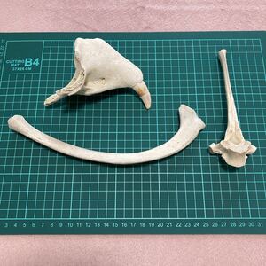 トド(シーライオン)上顎骨一部　助骨　スナメリ背椎骨の3点セット　頭骨　骨格標本