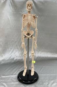顎ずれのため特価　スケルトム　1/4全身骨格模型（高さ約45㎝）　肩、股関節に本格的ジョイントパーツを使用　2