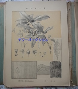 大型 大日本有用森林樹木図 図版60枚揃 明治35年　検索 植物 森林 樹木 和本 唐本