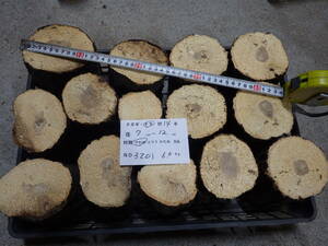 産卵木 　ナラ　ＮＯ、3201　約 6.0ｋｇ　100サイズ　☆奈良県ＰＯＷＥＲ☆