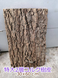 特大　2層　特殊　コルク　樹皮　コルク板　30×60ｃｍ（厚約20ｍｍ～）洋蘭　原種　チランジア　エアープランツ　ビカクシダ　ラン　
