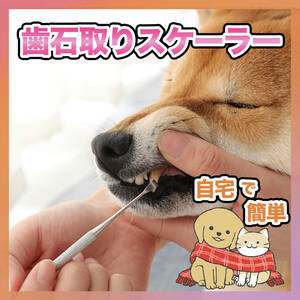 ペット用 スケーラー 犬 猫 ネコ 歯石除去 歯ブラシ 歯周病 虫歯予防 歯科