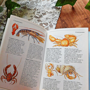 +..。*゜+ 海岸の生き物たちの図鑑　イギリスのヴィンテージ本　海の生態系　英国　ヴィンテージ本　洋書　古書　アンティーク　魚　貝殻
