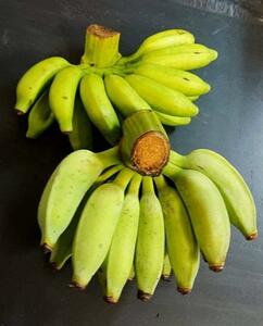 【今が旬のフルーツ】　「島バナナ」「アップルバナナ」絶品バナナ1.5㎏セット！