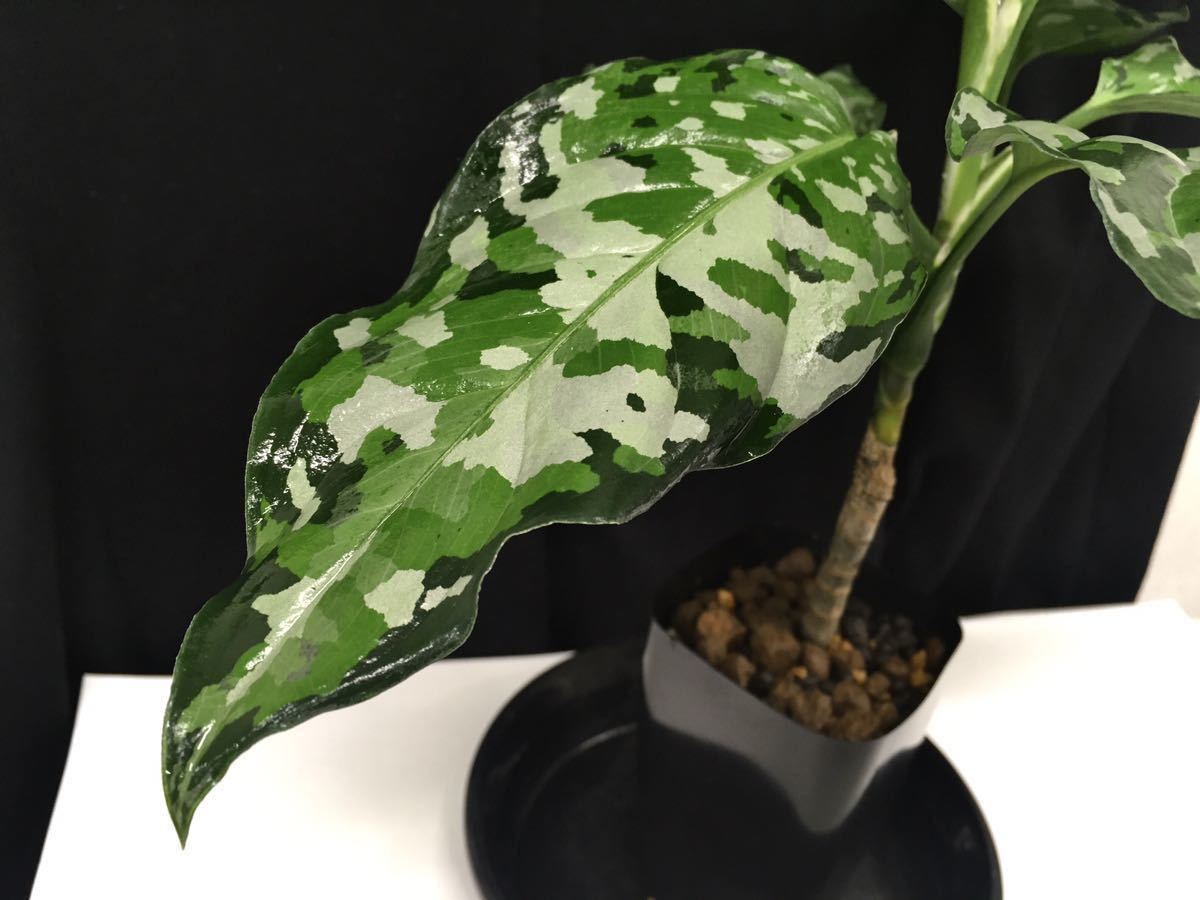 激レア LA便 Aglaonema pictum Nix 【LA0712-00】 激レア LA便 Aglaonema pictum Nix 【LA0712-00】