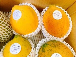 【今が旬のフルーツ】！沖縄産フルーツパパイヤ 1㎏ 無農薬！