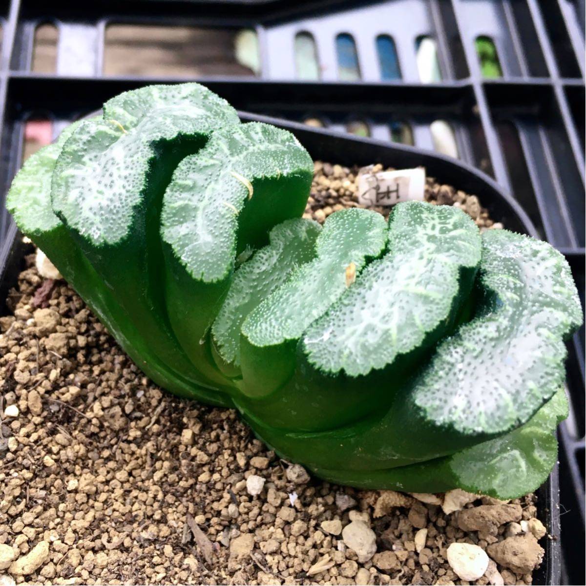 34d ハオルチア　多肉植物　大縄玉扇錦糊斑　自家繁殖 Yahoo!オークション - （≧∇≦）多肉植物 ハオルチア 玉扇錦