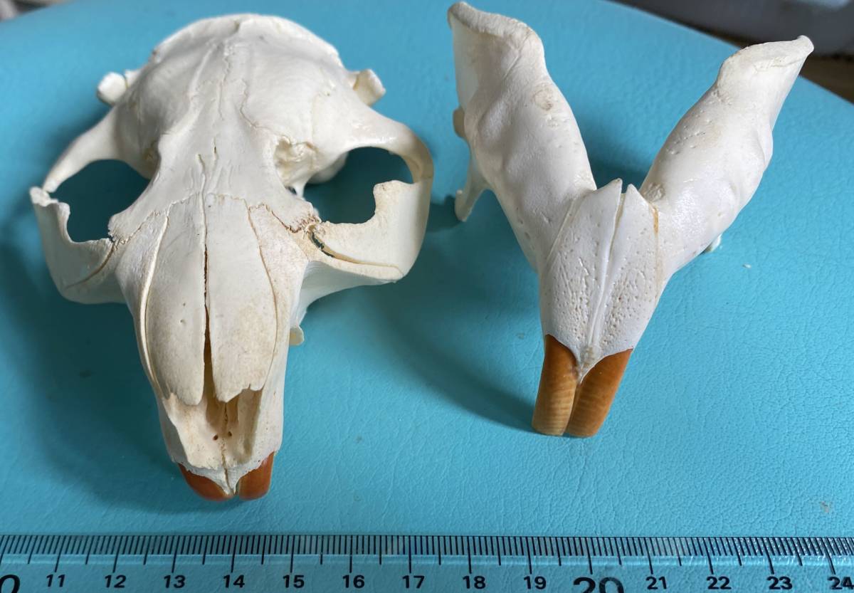 アオウミガメ 頭骨 骨 骨格 科学 自由研究 生物 +apple-en.jp