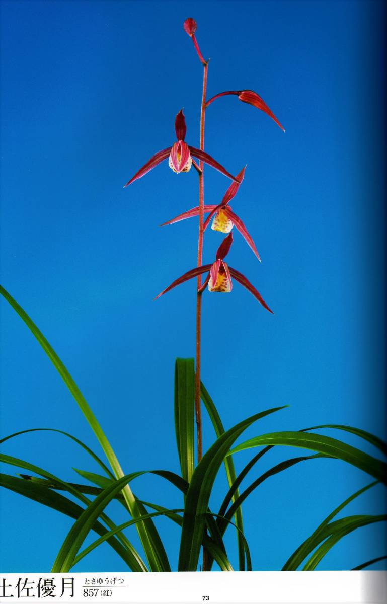 ◇◇ KM－６３ 土佐寒蘭登録品 【賢まさる】払い越し産紅花 超希少品 出回り少ない ：高知県宿毛市（払越）産 ◇◇ - ガーデニング