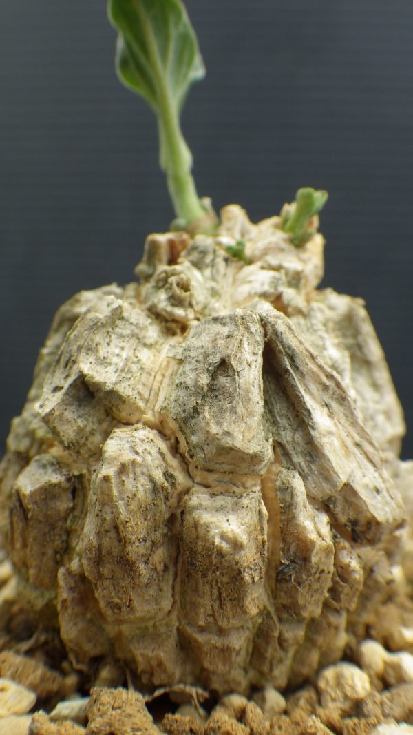 【在庫国産】多肉植物　マテレア　シクロフィラ　塊根種　黒い花　ガガイモ科　2 サボテン
