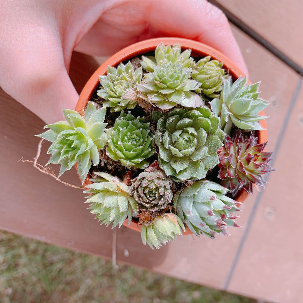 多肉植物センペルビウム