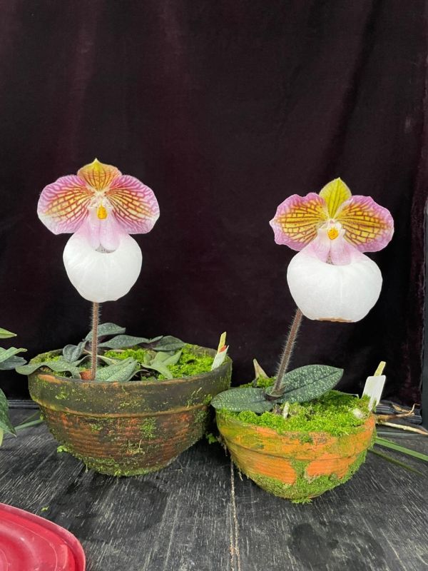 北軽ガーデン】洋蘭＊パフィオ＊Paph. delenatii var. vinicolor＊洋蘭＊パフィオ＊原種＊ベトナム産＊ - 鉢植え